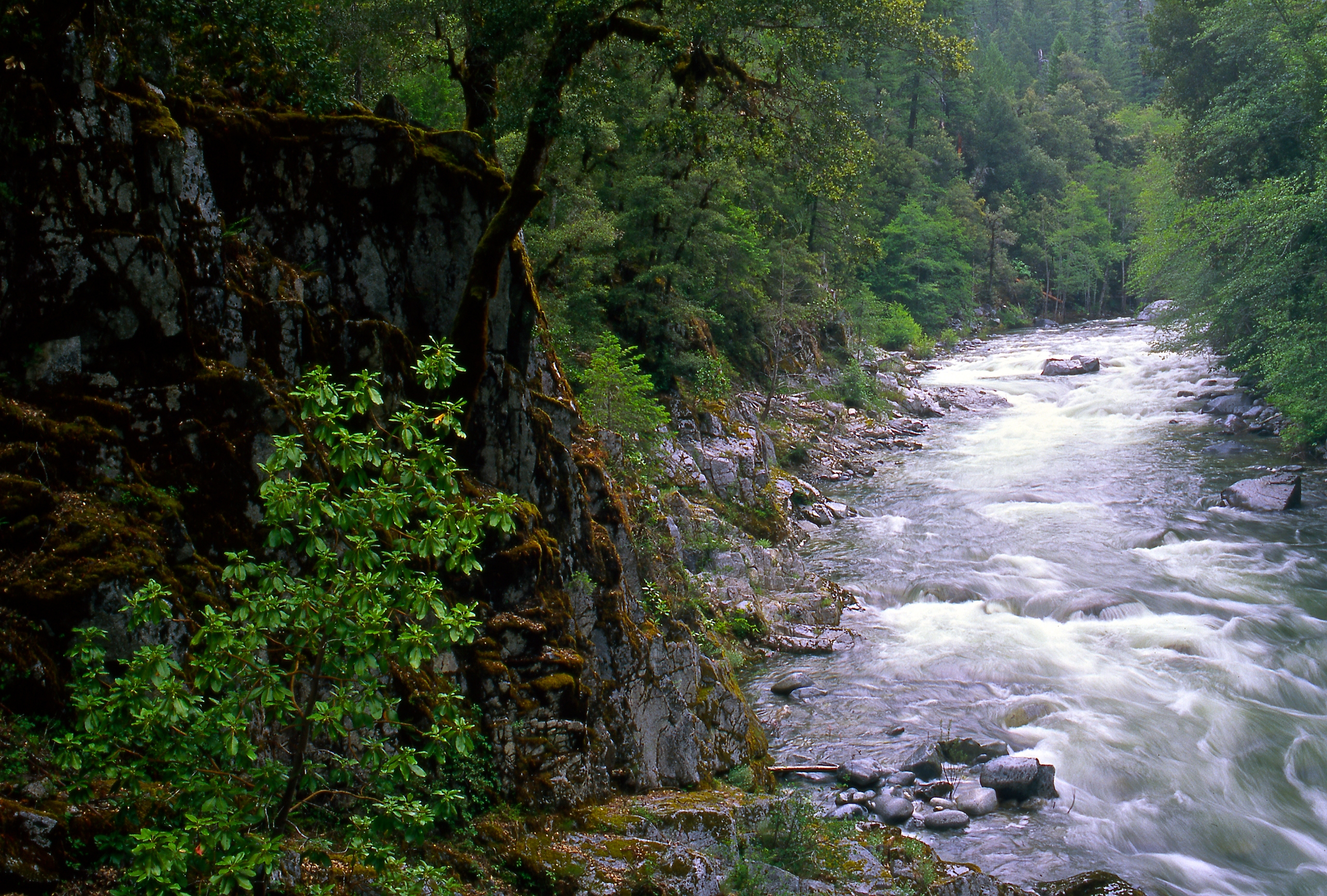 Klamath River with rushing white water flowing past mossy rock walls and dense forest